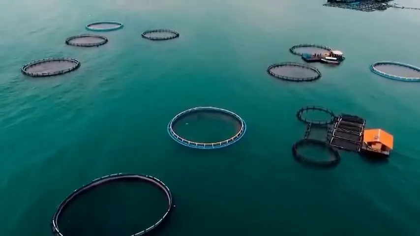 Aerial view of circular fish cages on turquoise water